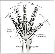 Kurze Handmuskulatur